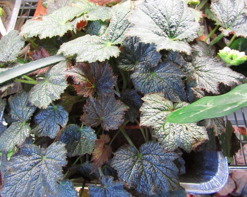 B. ‘Speculata’